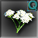Achillea