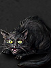 Ведьмин Кот